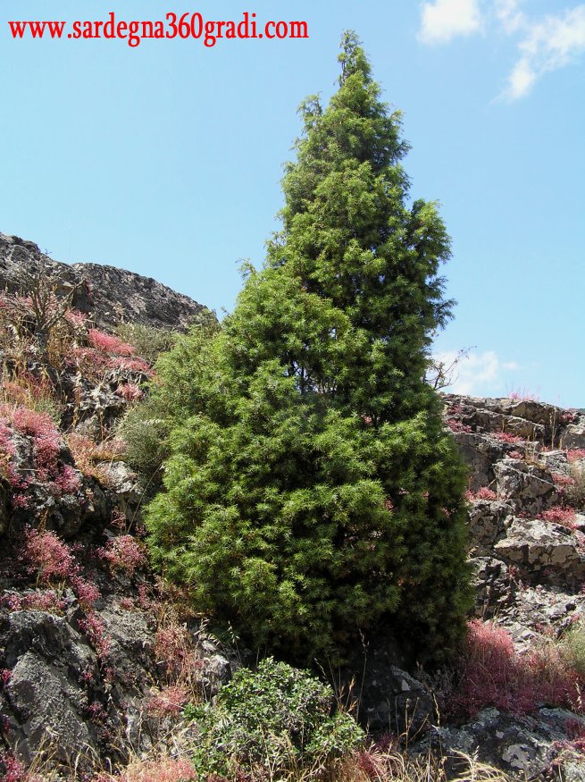 Juniperus oxycedrus oxycedrus in Sedum caeruleum